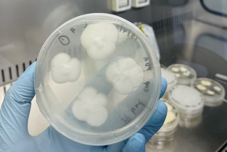 Fungi Makes Meal of Hard to Recycle Plastic